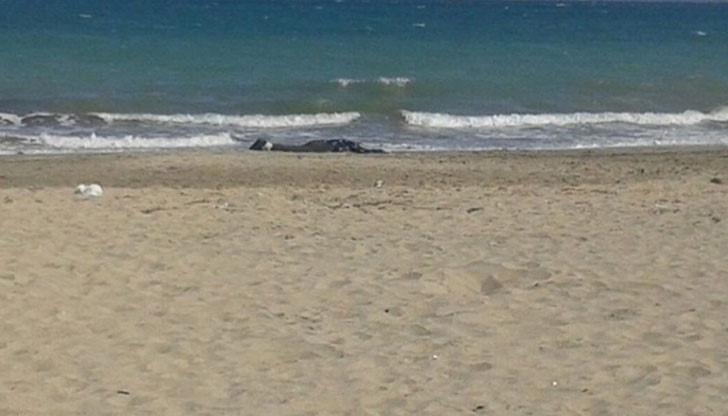 Тялото на мъжа е намерено на централния плаж в града / Снимката е илюстративна/