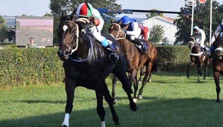 Ирина е 3 годишна кобила, родена в България