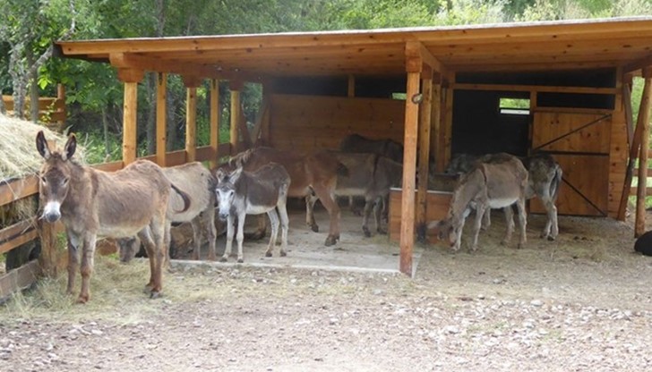 Капацитетът му в момента е за 60 животни, но при нужда може да бъде увеличен двойно Капацитетът му в момента е за 60 животни, но при нужда може да бъде увеличен двойно