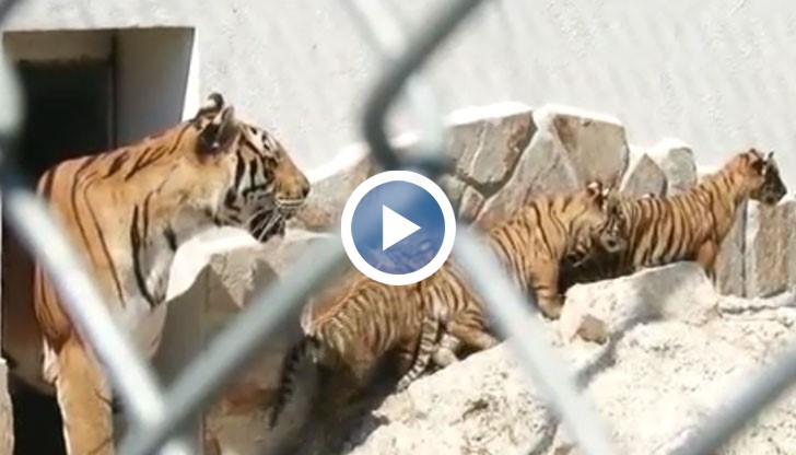 Малките тигърчета излязоха на първата си разходка на слънце, придружавани от майка си Найша