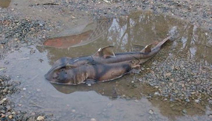 Полицаите били озадачени как е попаднало животното в локвата