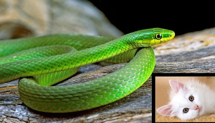 Подобни престъпления се неглижират или минават с административни наказания Подобни престъпления се неглижират или минават с административни наказания