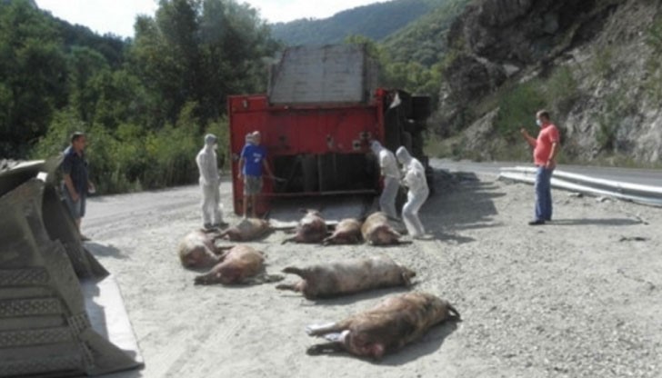 Румънците отказали да извадят труповете на прасетата, затова намерили 5 роми, които да го направят
