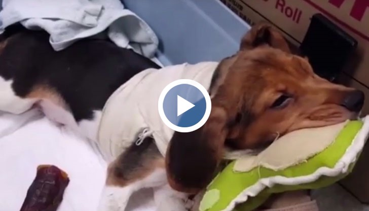 Серджо Канаверо  има амбицията да направи трансплантация на глава на човек