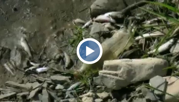 Тонове тиня са задушили всичката риба