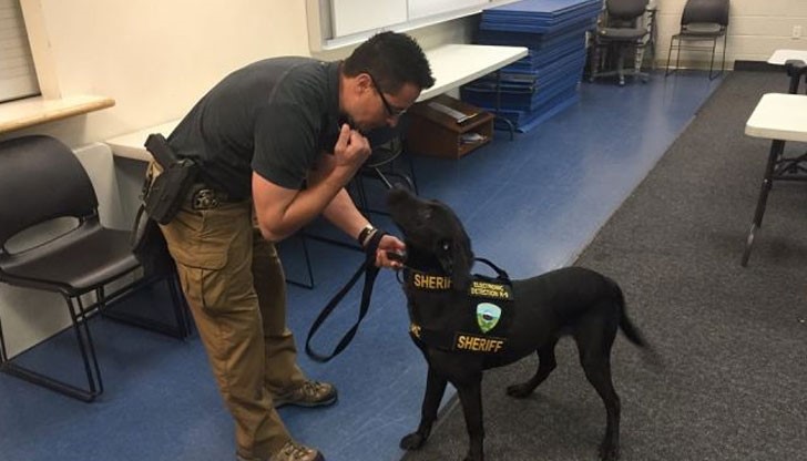 Според американските кинолози, флашките и SD-картите, на които се съдържа порнографията, миришат по особен начин