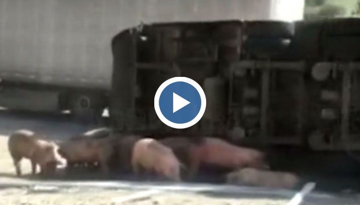 След като камионът им катастрофирал, животните се разбягали и предизвикали задръствания по пътя Симитли и Кресна