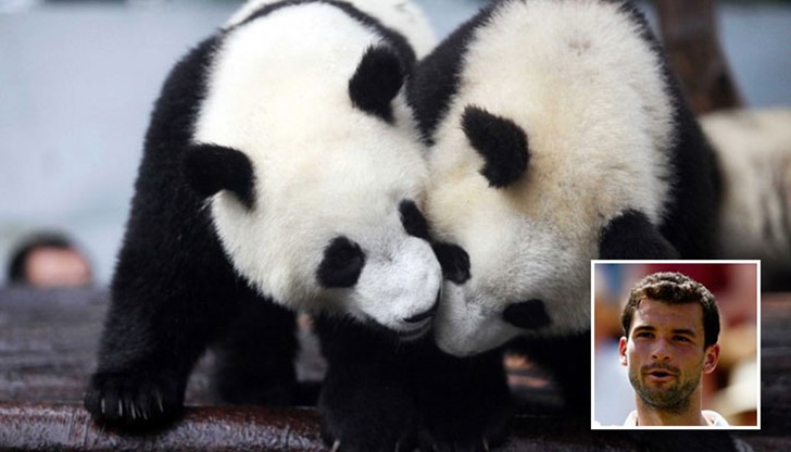 Гришо и компания в Центъра за развъждане и изследване на гигантски панди