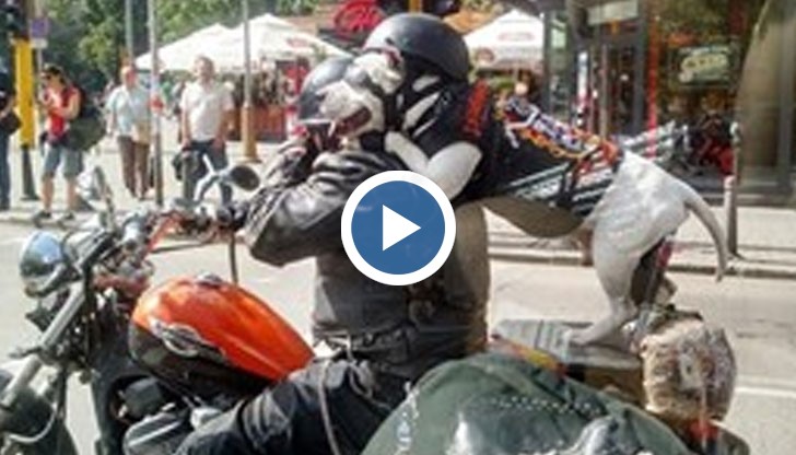 Рядко ни се случва да видим нещо, което да ни накара да се усмихнем поне за малко