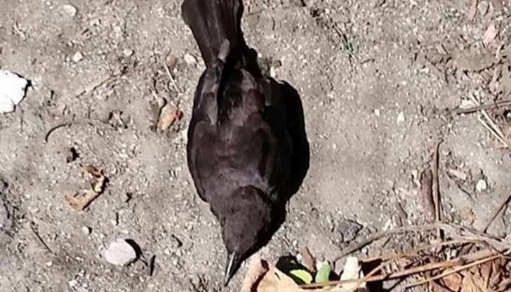 Като в истински филм на ужасите десетки птици паднаха от небето край американския град Бостън