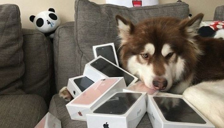 Тъжното сибирско хъски лежи в обкръжението на опаковки с нови айфони