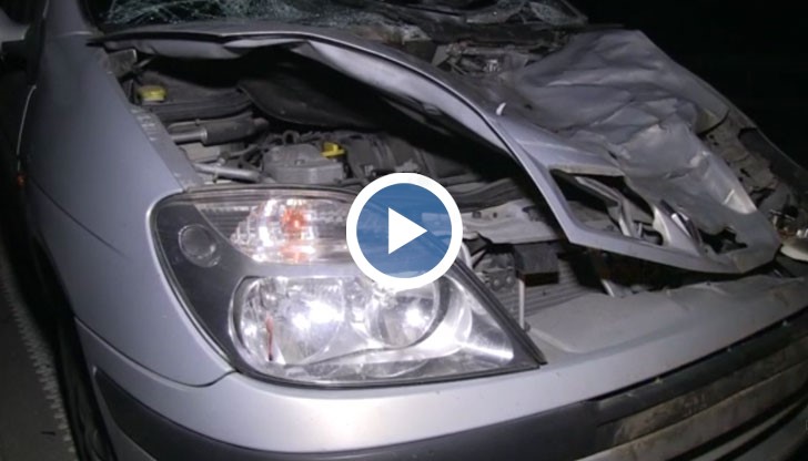 За щастие инцидентът не доведе до човешки жертви, но животните са загинали на място