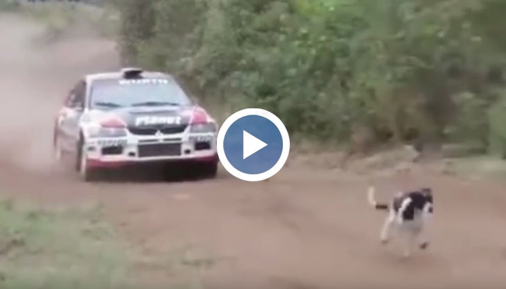 Кучето дори не изглежда изплажено от профучалия над него автомобил