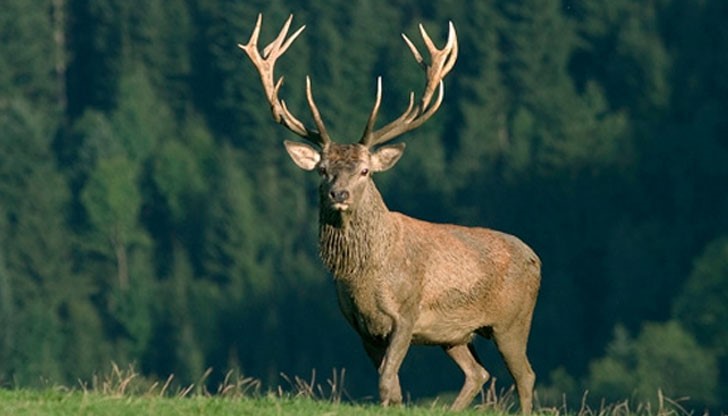 Стопанствата сами определят цените, но не могат да падат под регламентираните от министъра Стопанствата сами определят цените, но не могат да падат под регламентираните от министъра