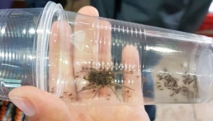 Илиян Николов дори е "заловил" безгръбначния хищник в чашка