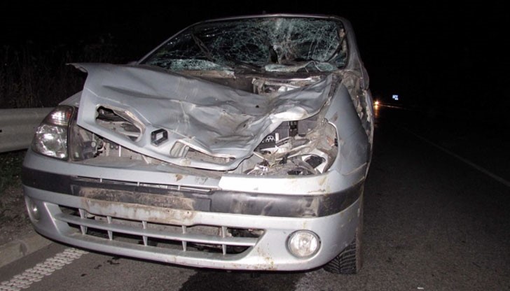 Крави на платното предизвикаха инцидент на пътя Русе - Разград и загинаха в него