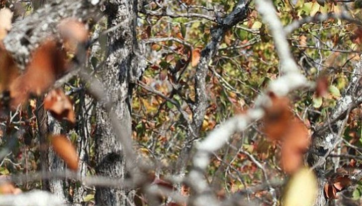 Африканската сова Otus senegalensis се слива идеално във своята естествена среда в Южна Африка Африканската сова Otus senegalensis се слива идеално във своята естествена среда в Южна Африка