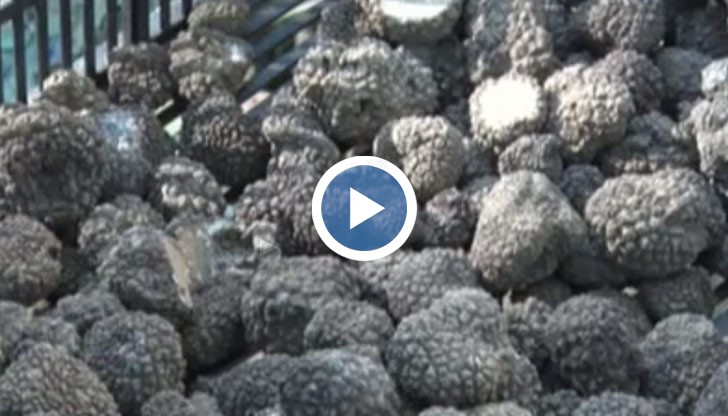 Бизнесът с трюфели става все по-популярен у нас