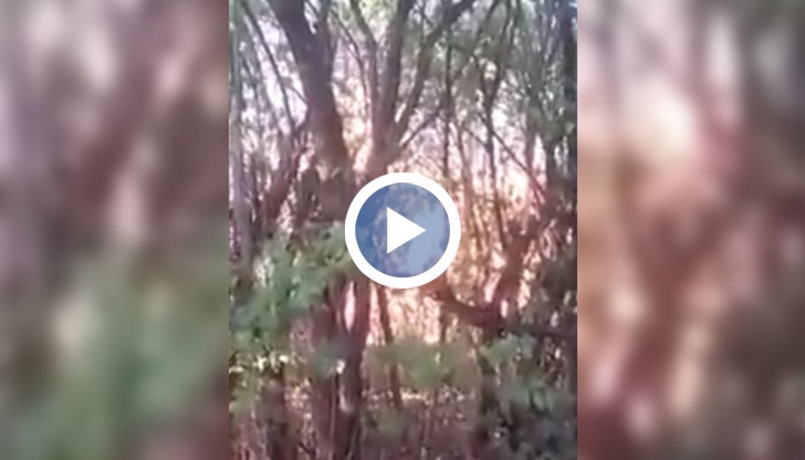 От полицията не уточняват дали става въпрос за умишлен палеж