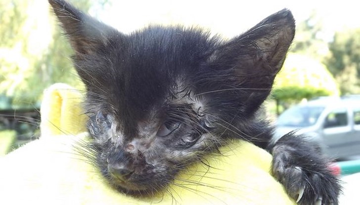 Силистра роди своя изверг и осакати малко котенце