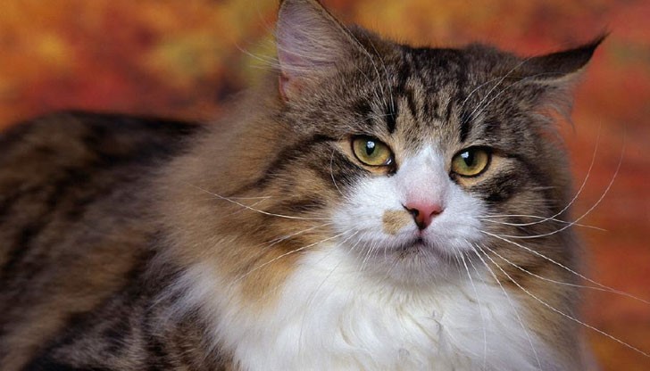 За целта изберете едно от тези 4 изречения За целта изберете едно от тези 4 изречения