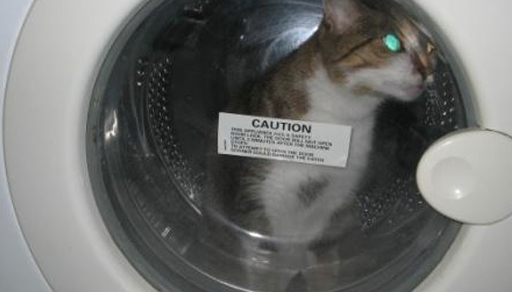 4-месечно коте едва оцеля, след като беше пуснато в пералня на 40 градусова програма / Снимката е илюстративна/