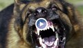 Намалява броят на ухапаните от кучета в русенско