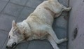 Млад шофьор уби куче на булевард "Тутракан"