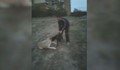 Младеж насъска питбула си срещу улично куче