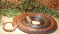 Най-отровната змия на Земята е в Плевен