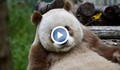 Майка панда изоставя бебето си, защото е... кафяво