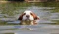 Куче преплува 10 км, за да се върне при семейството си