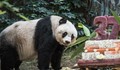 Най-възрастната панда в света почина на 38 години