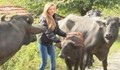 Великотърновска студентка сама отглежда стадо биволи