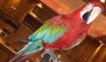 Папагал "натопи" собственика си за изневяра