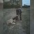 Младеж насъска питбула си срещу улично куче