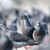 Индийската полиция арестува 150 гълъба