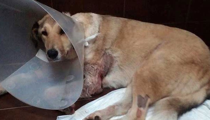 Разкъсаното куче е под наблюдение в клиниката, а следващите 3 дни са решаващи дали ще се избегне ампутацията на оглозганата до кокал лапа