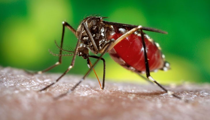 Зика засяга сертолиевите клетки в тестисите, които не се регенерират