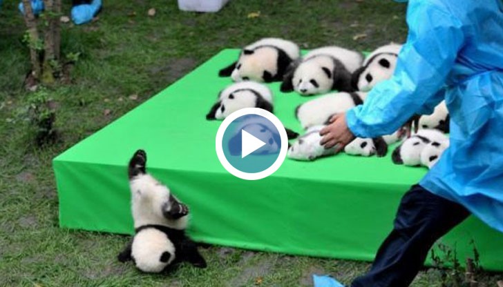 Изследователският център за опазване на гигантските панди показа бебетата, родени тази година