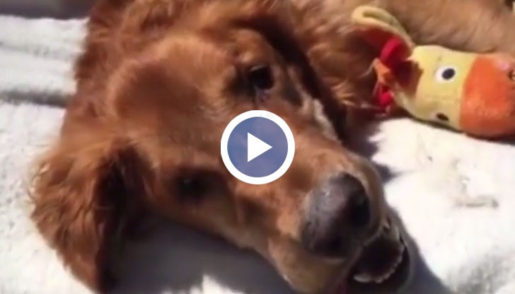 Животното е болно от лимфома