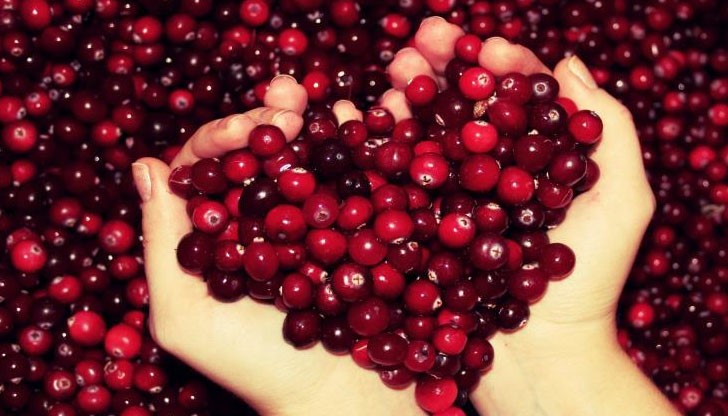 Червените боровинки са поредният развенчан народен лек