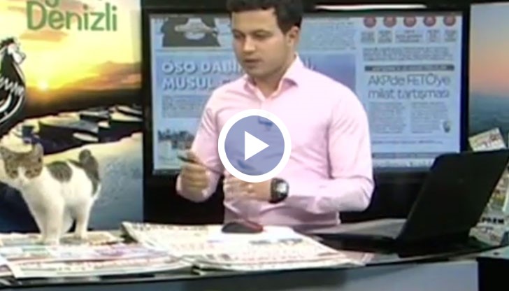 Не е ясно как котето се е озовало там!