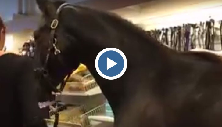 "Домашният любимец" се включил в избора на стоки за коне и ездачи