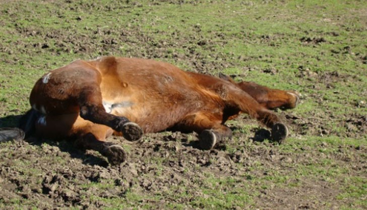 Още три коня са били намерени с прострелни рани / Снимката е илюстративна