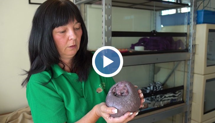 То се казва Нелсън и има нужда от специални грижи