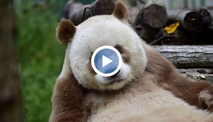 Днес вече порасналата кафява панда е знаменитост в животинския свят