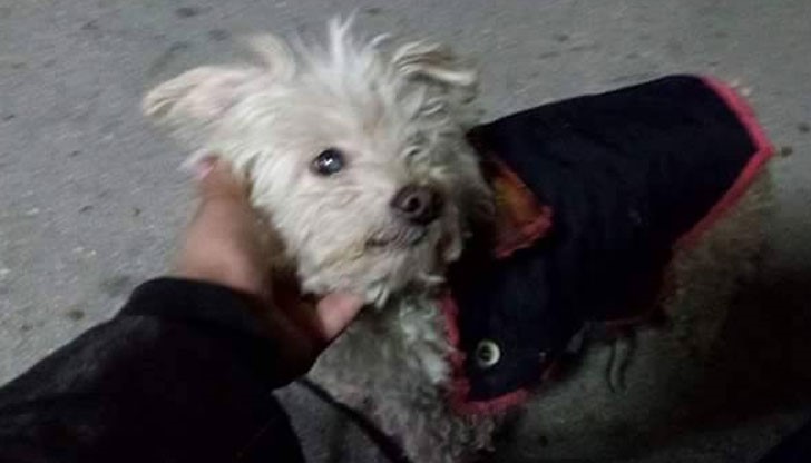 Кучето е видимо много възрастно, най-вероятно глухо и с перде на едното око.