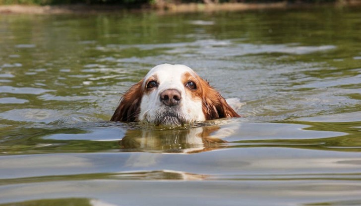Куче преплува цели 10 км и извървя още 20 км, за да се върне обратно при семейството си