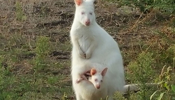 Това е единственото кенгуру албинос, което се ражда на българска земя